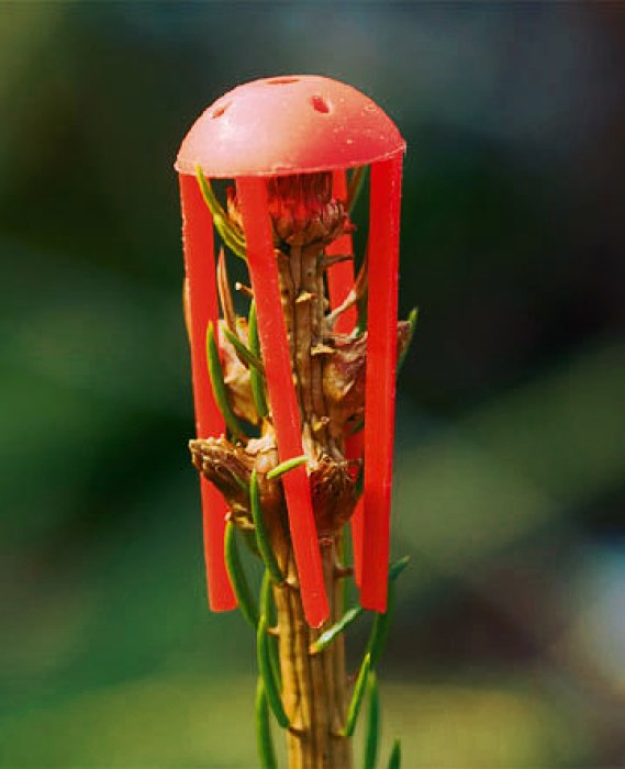 Verbissschutzkappe Mono